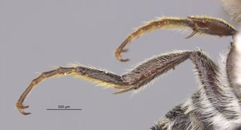 Media type: image;   Entomology 15709 Aspect: Leg hind